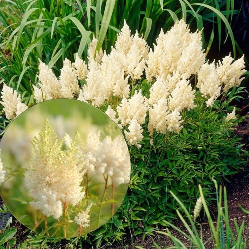 Astilbe arendsii 'Weisse Gloria' - Arendsi astilbe 'Weisse Gloria' P9/0,55L  